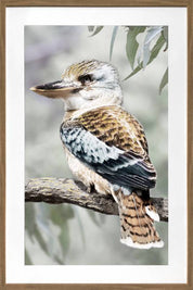 Kiki Kookaburra Artwork Framed W Glass Front 80x120cm