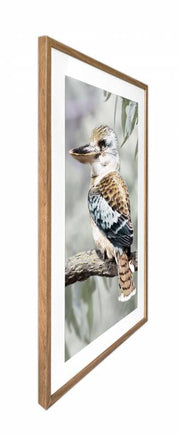 Kiki Kookaburra Artwork Framed W Glass Front 80x120cm