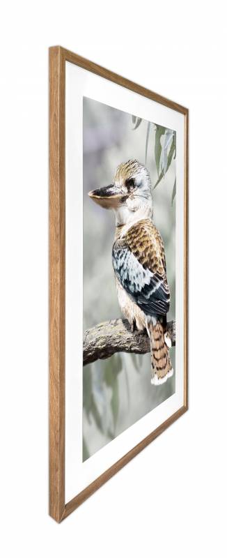Kiki Kookaburra Artwork Framed W Glass Front 80x120cm