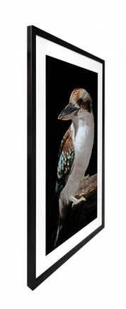 Mystery Kookaburra Artwork Framed W Glass Front 80x120cm